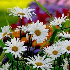 Cross stitch pattern: #3685