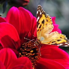 Cross stitch pattern: #3687