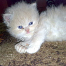 Cross stitch pattern: #3722