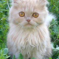 Cross stitch pattern: #3725