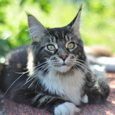 Cross stitch pattern: #4067