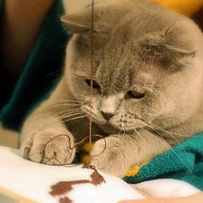 Cross stitch pattern: #4249