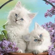 Cross stitch pattern: #5414