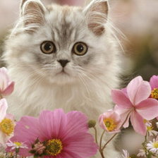 Cross stitch pattern: #5424