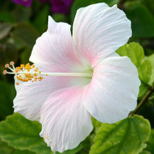 Cross stitch pattern: #5492