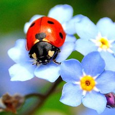 Cross stitch pattern: #7307