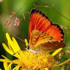 Cross stitch pattern: #8400