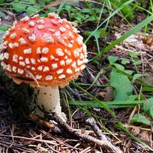 Cross stitch pattern: #11348