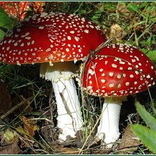 Cross stitch pattern: #11366