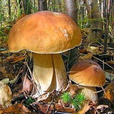 Cross stitch pattern: #11368