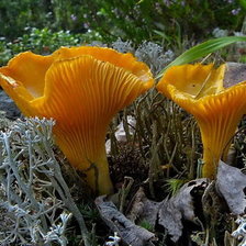 Cross stitch pattern: #13439