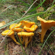 Cross stitch pattern: #13447