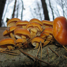 Cross stitch pattern: #13450