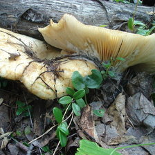 Cross stitch pattern: #14656