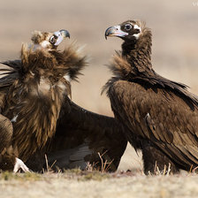 Cross stitch pattern: #14679