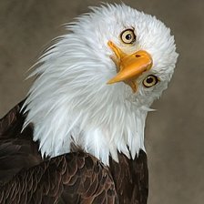 Cross stitch pattern: #14784