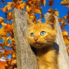 Cross stitch pattern: #15409