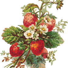 Cross stitch pattern: #17066