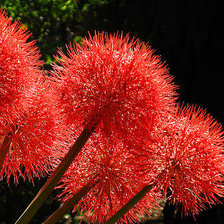 Cross stitch pattern: #17212