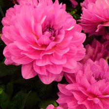 Cross stitch pattern: #17268