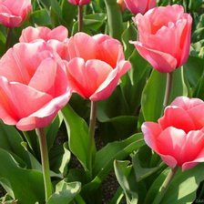 Cross stitch pattern: #17320