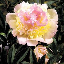 Cross stitch pattern: #17462