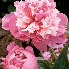 Cross stitch pattern: #17473