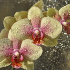 Cross stitch pattern: #17476