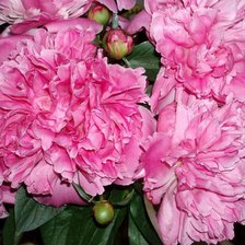 Cross stitch pattern: #17559