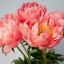 Cross stitch pattern: #17564