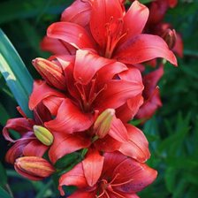 Cross stitch pattern: #17569