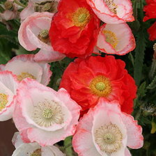 Cross stitch pattern: #17576