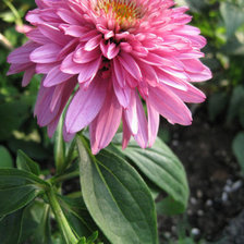 Cross stitch pattern: #17615