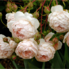 Cross stitch pattern: #18066