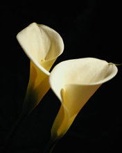 Cross stitch pattern: #18402