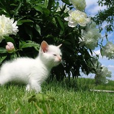 Cross stitch pattern: #18428