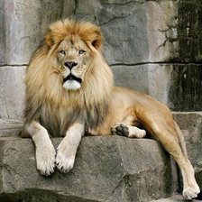 Cross stitch pattern: #23249