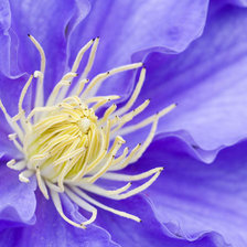 Cross stitch pattern: #25005