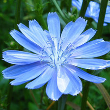 Cross stitch pattern: #25009