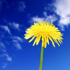 Cross stitch pattern: #25013