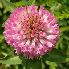 Cross stitch pattern: #25038