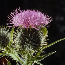 Cross stitch pattern: #25040