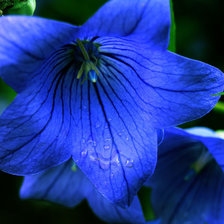 Cross stitch pattern: #25052