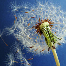 Cross stitch pattern: #25063