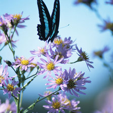 Cross stitch pattern: #25067