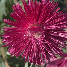 Cross stitch pattern: #25186