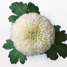 Cross stitch pattern: #25337