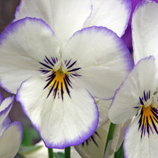 Cross stitch pattern: #25436