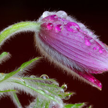 Cross stitch pattern: #25508