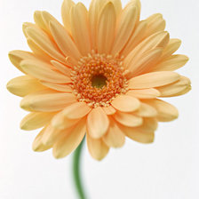 Cross stitch pattern: #25712